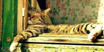 Tanıdık Rüzgar | Arkası Yarın