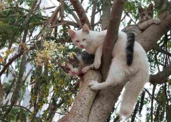 Yaşamadan Ölenler | Arkası Yarın