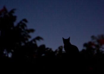 Yasemin Kokulu Ev  | Arkası Yarın